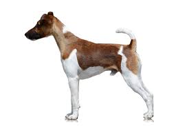 #foxterrier instagram videos and photos. Foxterrier Glatthaar Charakter Ernahrung Pflege