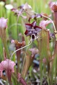 Pin By Lisa Nelson On Pitcher Plants Carnivorous Plants Pitcher Plant Plants