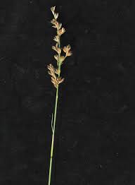 Image result for Scleria lagoensis
