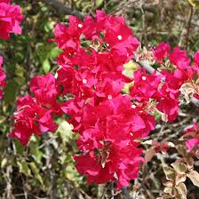 Image result for Bougainvillea sp. cultivar