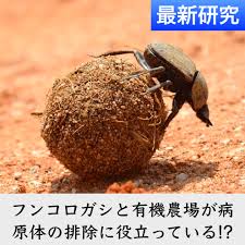 「日本　フンコロガシ」の画像検索結果