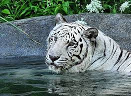 Cincinnati zoo & botanical garden, home of the world famous hippo fiona. Rare White Tiger Dies At Cincinnati Zoo