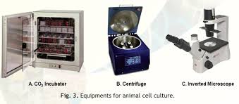 Animal cell cultures originate from tissue explants or cell suspensions as primary cell cultures which can be subcultured with a limited life span. Animal Cell Culture Techniques