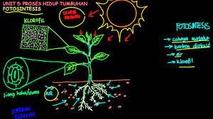 Tajuk sains tahun 4 2020. Sains Tahun 4 Fotosintesis Part 1 Youtube
