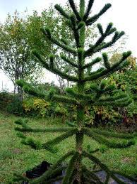On feb 9, 2004, kaylee0922 wrote: Monkey Puzzle Tree Araucaria Araucana Monkey Puzzle Tree Monkey Puzzle Tree Seedlings