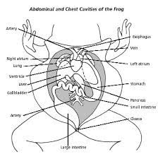 Frog Dissection Background Urogenital System Schoolworkhelper