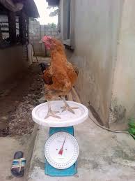 NOILER BIRDS FARMING IN NIGERIA | 15 weeks matured male noiler, cock, for sale | Facebook