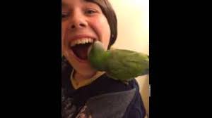 Loro le extrae diente a un niño