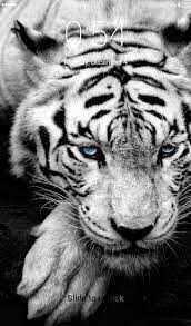 Switching the wallpaper of a phone's home screen is something that everyone invariably does from time to time. White Tigers Lock Screen Wallpaper For Android Apk Download
