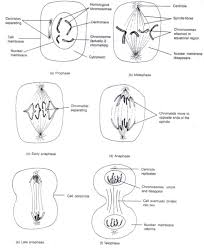 Additionally you need some settling. Frank Chapter 1 Cell Division Icse Solutions Class 10 Biology