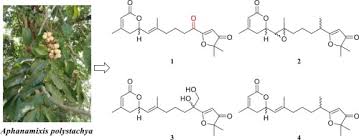 Image result for Aphanamixis