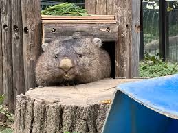 五月山動物園【公式】 on X: そこから出れる？🤣（ウォンバット フク） 五月山動物園 ウォンバット  t.co1FshfxvuFi  X
