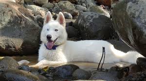 Check spelling or type a new query. Tipos De Husky Siberiano Y Sus Caracteristicas