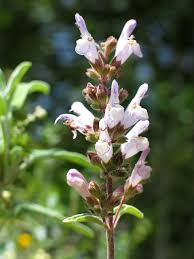 Image result for Salvia