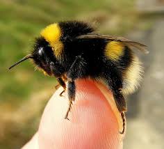 Size varies by species but adults may be up to a little over one inch long. Pin By Lea Chapman Hall On Animals Bee Bumble Bee Animals