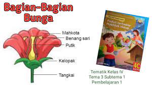 Contoh hiasan kelas full colour. Bagian Bagian Bunga Tematik Kelas Iv Ipa Youtube