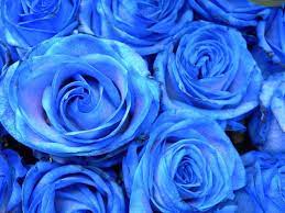blauw kopenhagen denemarken columbus travel bloem behang blauw roze blauw