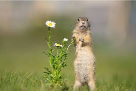 Replace the garlic in the bag/sock regularly. Top 9 Flowering Plants That Repel Squirrels Successfully Florgeous