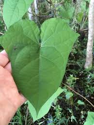Image result for Ipomoea alba