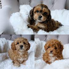 Find local cavachon or cavapoochon in dogs and puppies in the uk and ireland. Rosie And Fergie S Cavapoochon Litter Born February 9 2018 Cavapoochon Havapoo Puppies Puppies