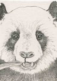 Afbeeldingsresultaat Voor Mooie Tekeningen Van Dieren Pandas Pandas Dibujo Osos Pandas Dibujo