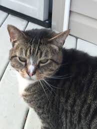 Pin On The Beautiful Rescues That Truly Rescued Me