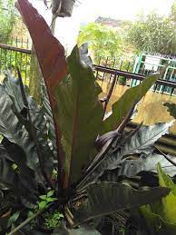 Pin Di Frontyard Plants