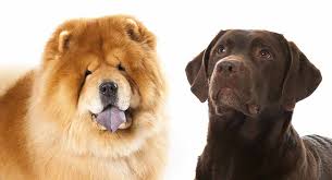 The fur is particularly thick in the neck area, giving it a distinctive ruff or mane appearance. Lab Chow Mix Would The Chabrador Be Right For Your Family