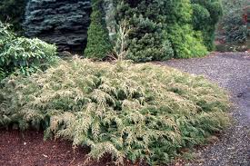 Image result for Rytigynia decussata