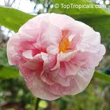 Image result for Abutilon sp.no.1