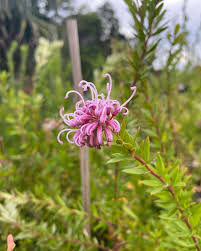 Image result for Grevillea linearifolia