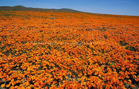 Poppy Field Antelope Valley California Poppy Reserve California California Poppy Antelope Valley Poppy Reserve Poppies
