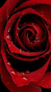 Download The Beautiful New Flowers Wallpapers And More Than A Million Beautiful High Quality Free Wallpa Beautiful Red Roses Flower Wallpaper Beautiful Flowers