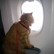 Pin By Array On Cats Window Dressing Street Cat Bob Cute Baby Cats Adventure Cat