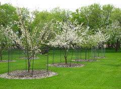 A solution of 6 percent hot sauce and 94 percent water or straight blended up habaneros at 8 percent and 92 percent water will offend the deer's sense of taste. Apple Tree Protection From Moose