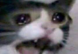 The Same Crying Cat... - The Same Crying Cat Meme Every Day