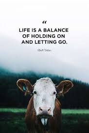 10 Cow Quotes Inspirational Inspiration Quote Quoteslife99 Com In 2020 Song Quotes About Life Good Music Quotes Music Quotes Life