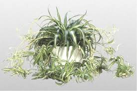 How To Care For A Spider Plant Thumbnail Spider Plants Plants Propagating Plants