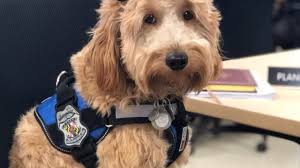 Bpd Therapy Dog Wishing Everyone Happy New Year Therapy Dogs Dogs Bpd