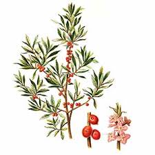 Image result for Peddiea rapaneoides