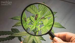 Fungus gnats (sciaridae) advanced growing theory. How To Detect And Kill Fungus Gnats On Marijuana Herbies