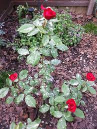 Olympiad Hybrid Tea Rose Bush Body Bag Roses First Year 2013 Hybrid Tea Roses Rose Bush Plants