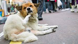 Fleas and ticks are external parasites which can infest dogs and cats. Frontline Vs Advantix What S Best For Your Dog 2020 Heavy Com