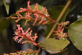 Image result for Helixanthera