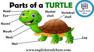Parts Of A Turtle Vocabulary English Study Turtle Vocabulary