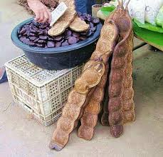 Image result for Entada stuhlmannii