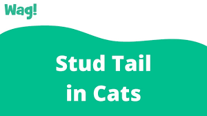 Sodium lauryl sulfate, sunflower triglycerides, dmdm hydantoin. Stud Tail In Cats Symptoms Causes Diagnosis Treatment Recovery Management Cost