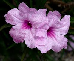 Dwarf mexican petunia has been named a texas superstar™ by texas a&m university. File Dwarf Mexican Petunia Or Katie Pink Or Katie Ruellia Ruellia Simplex Jpg Wikimedia Commons