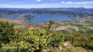 Image result for Selago lacunosa