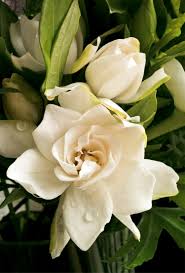 Image result for Gardenia
